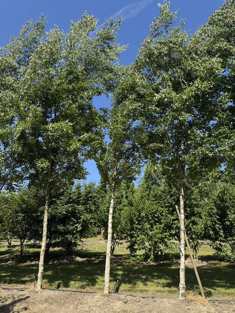 Betula pendula 'Fastigiata'