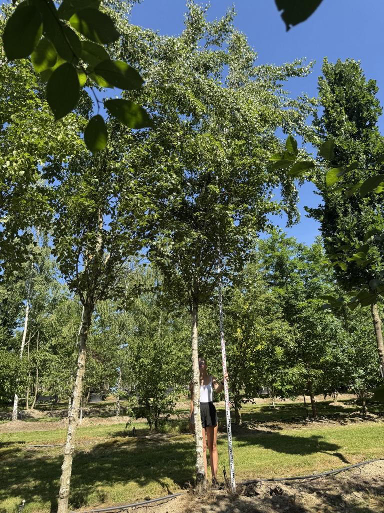 Betula pendula 'Fastigiata'