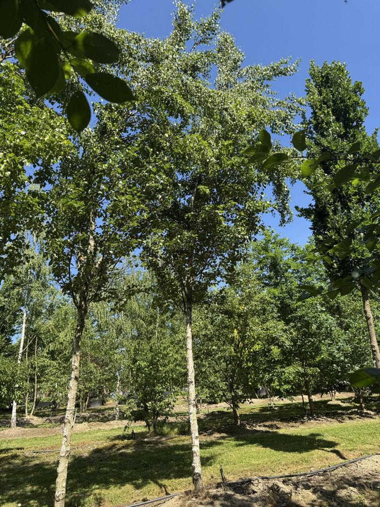 Betula pendula 'Fastigiata'