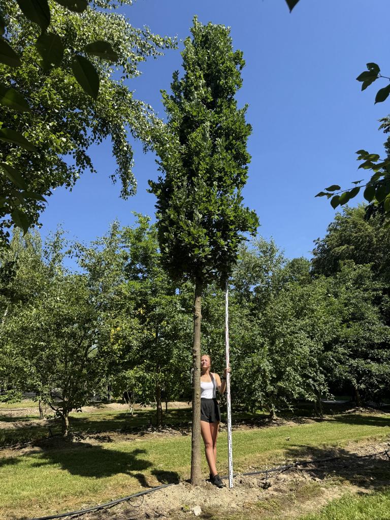 Quercus robur 'Fastigiate Koster'