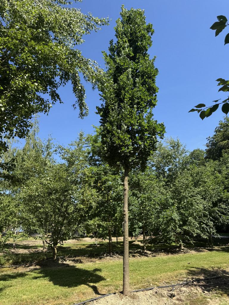 Quercus robur 'Fastigiate Koster'