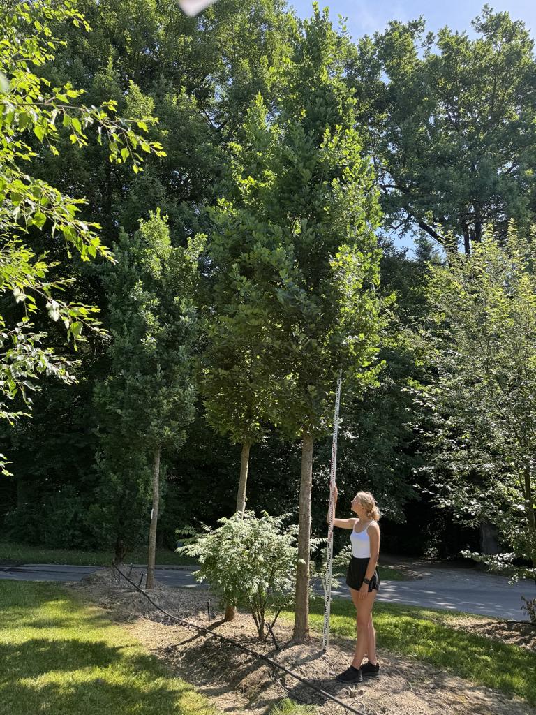 Quercus robur 'Fastigiate Koster'