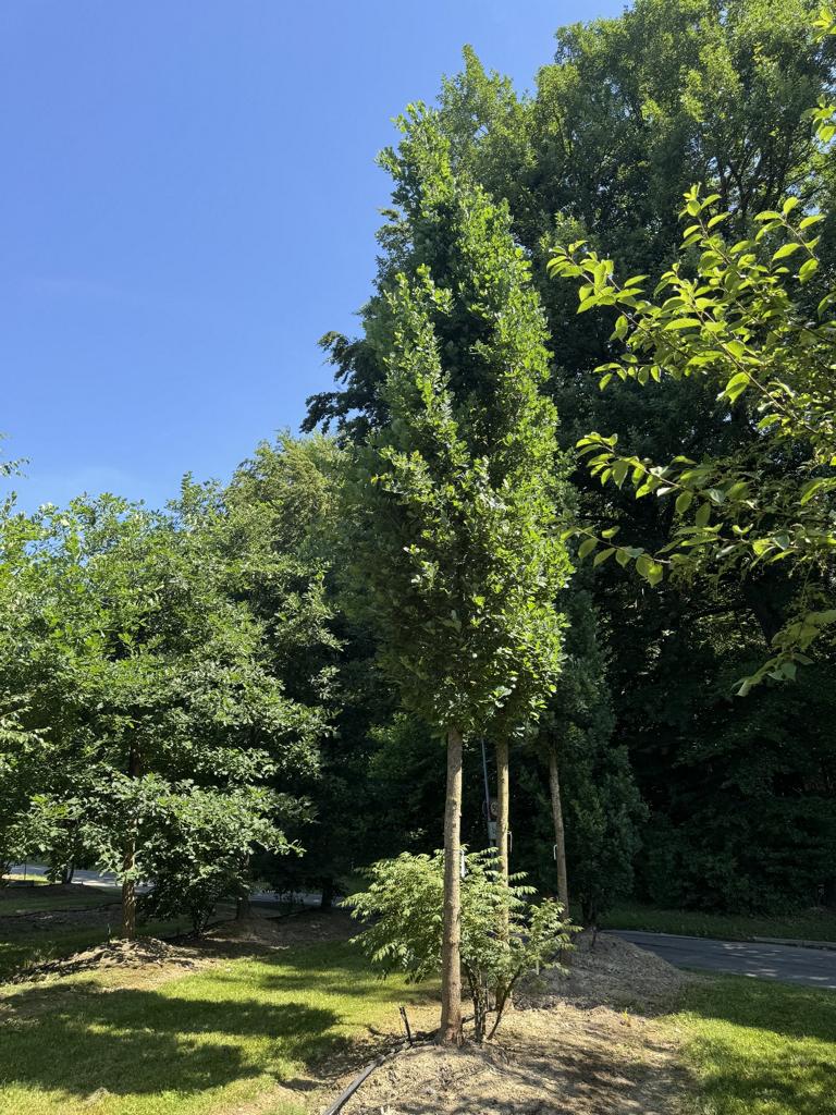 Quercus robur 'Fastigiate Koster'