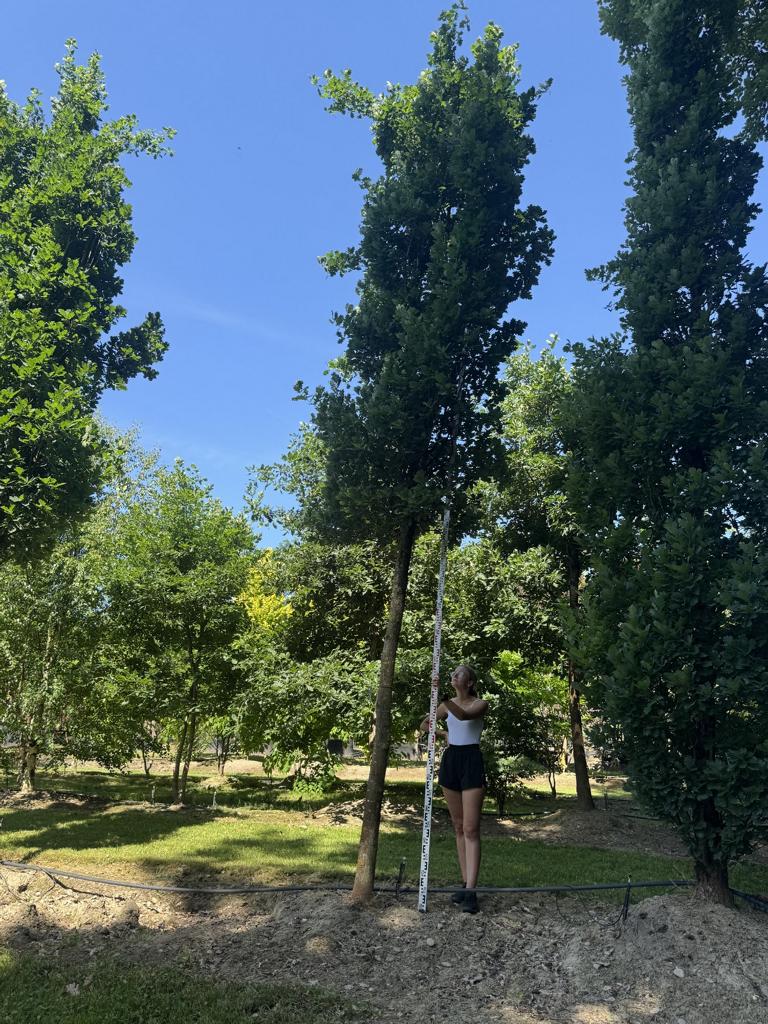 Quercus robur 'Fastigiate Koster'