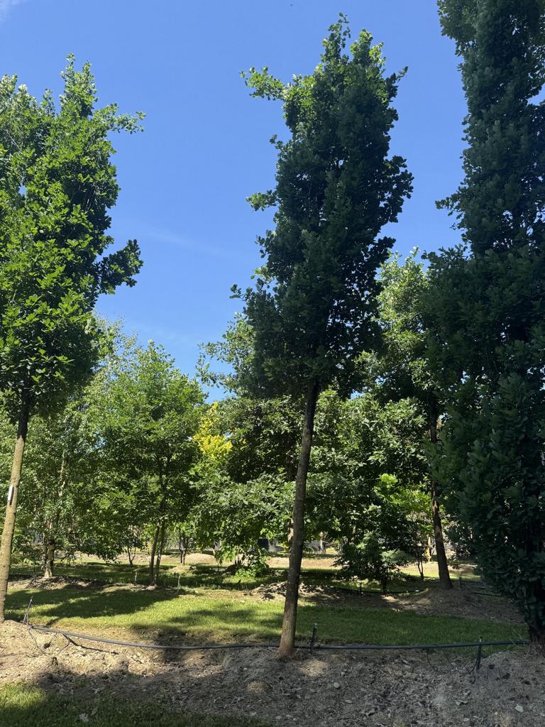 Quercus robur 'Fastigiate Koster'