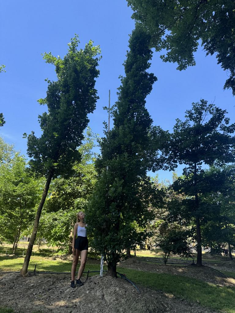 Quercus robur 'Fastigiate Koster'