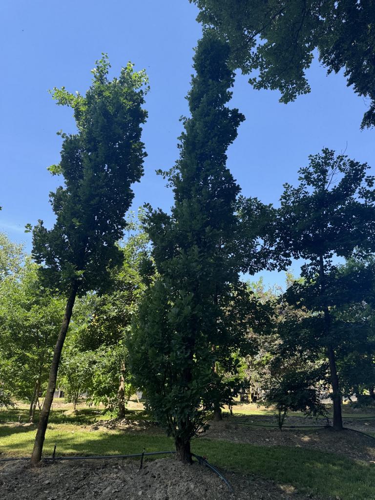 Quercus robur 'Fastigiate Koster'