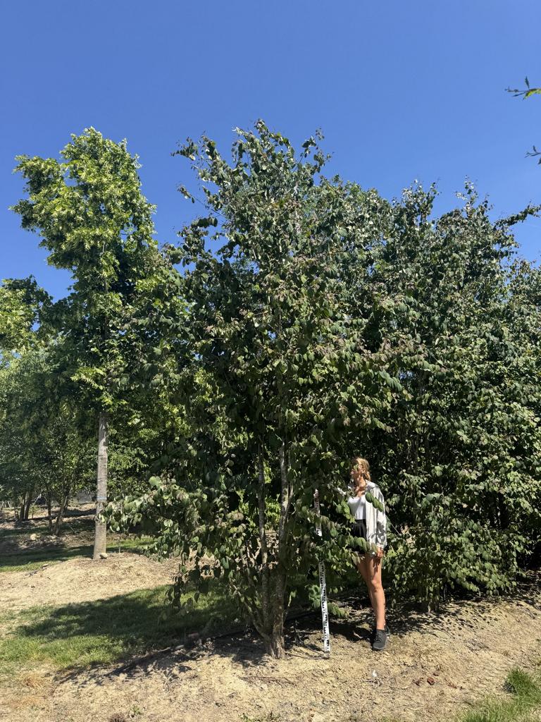 Cercidiphyllum japonicum