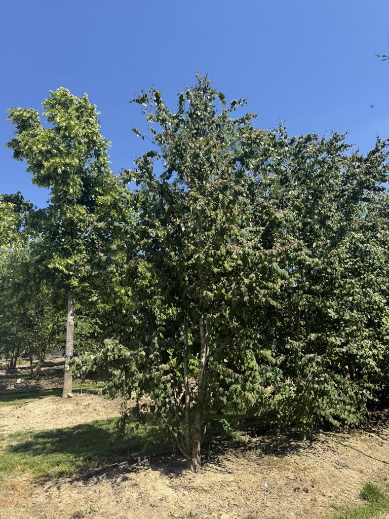 Cercidiphyllum japonicum