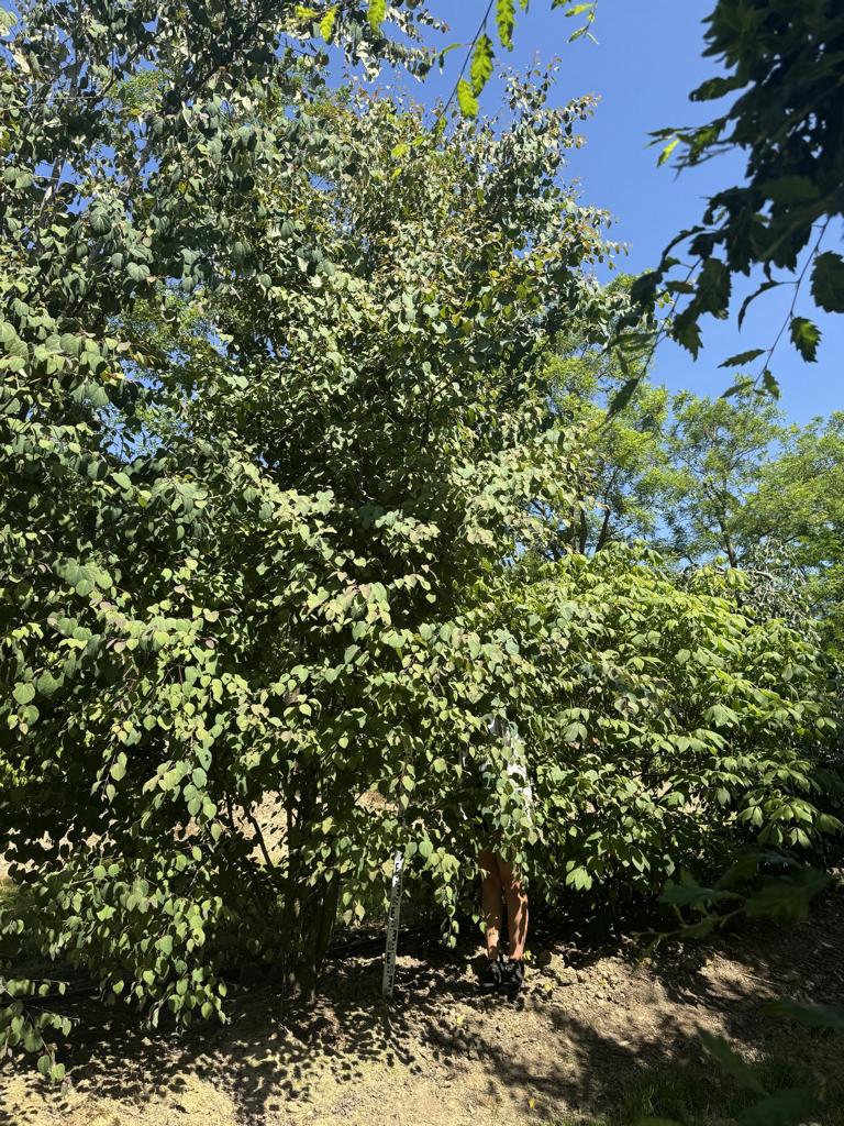Cercidiphyllum japonicum