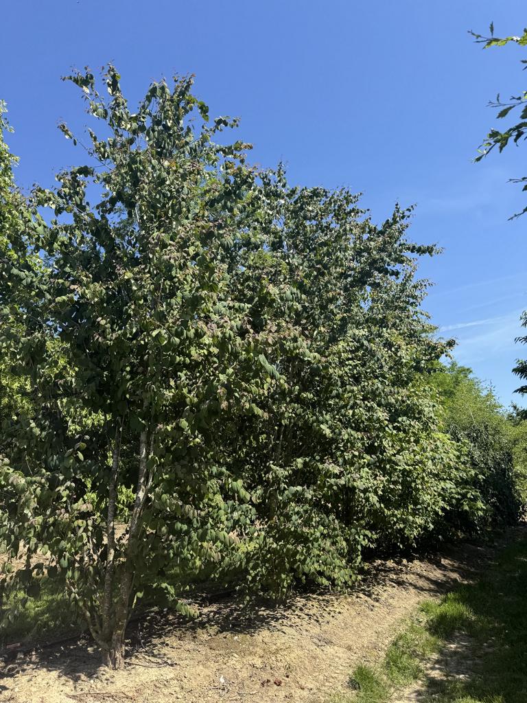Cercidiphyllum japonicum