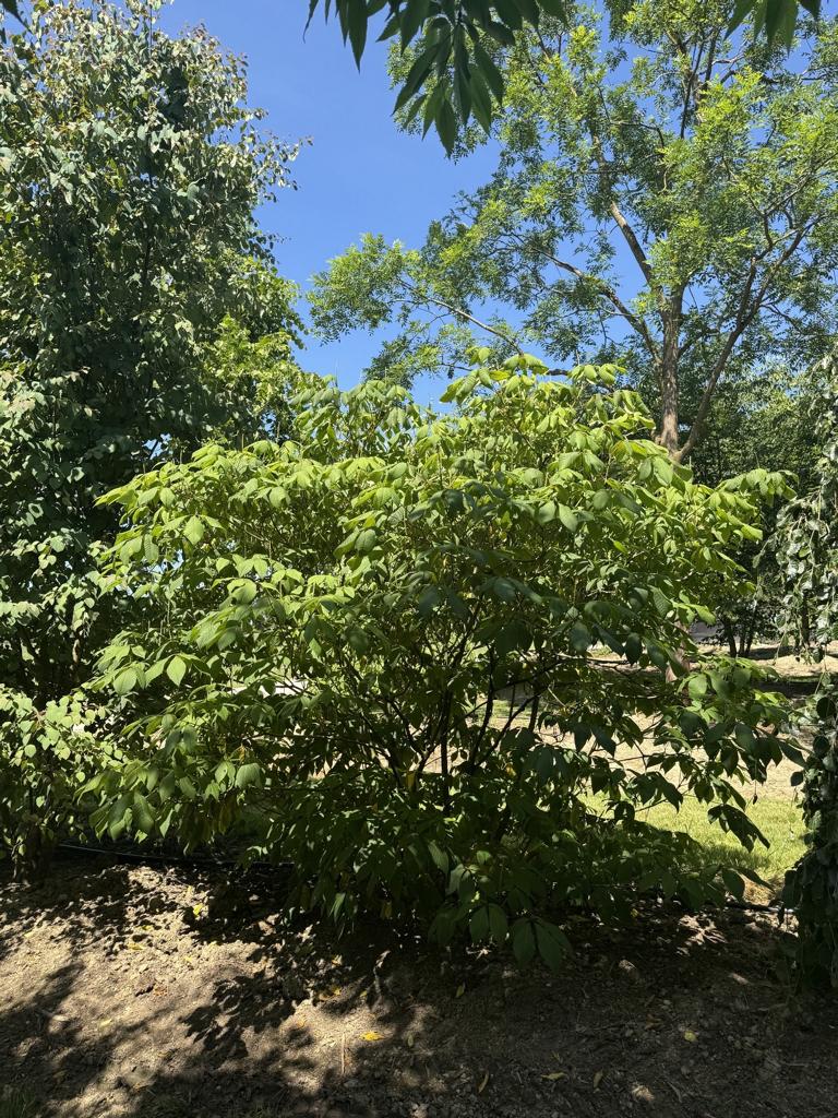 Aesculus parviflora