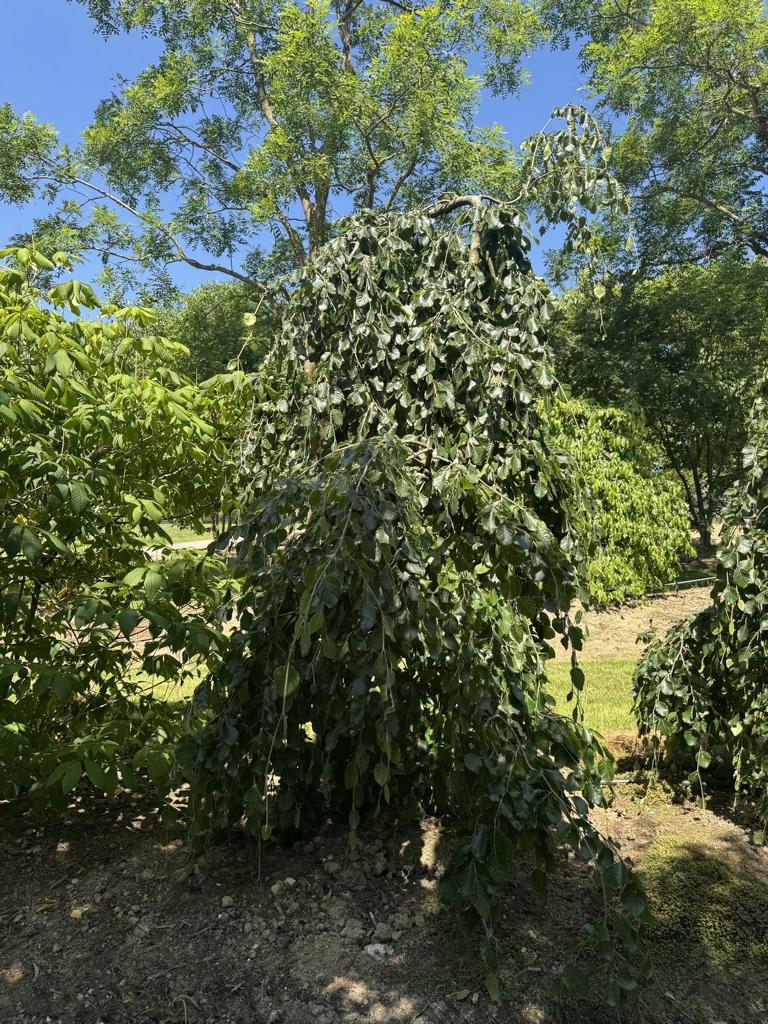 Fagus sylvatica 'Pendula'