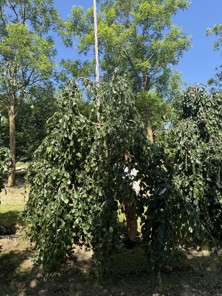 Fagus sylvatica 'Pendula'