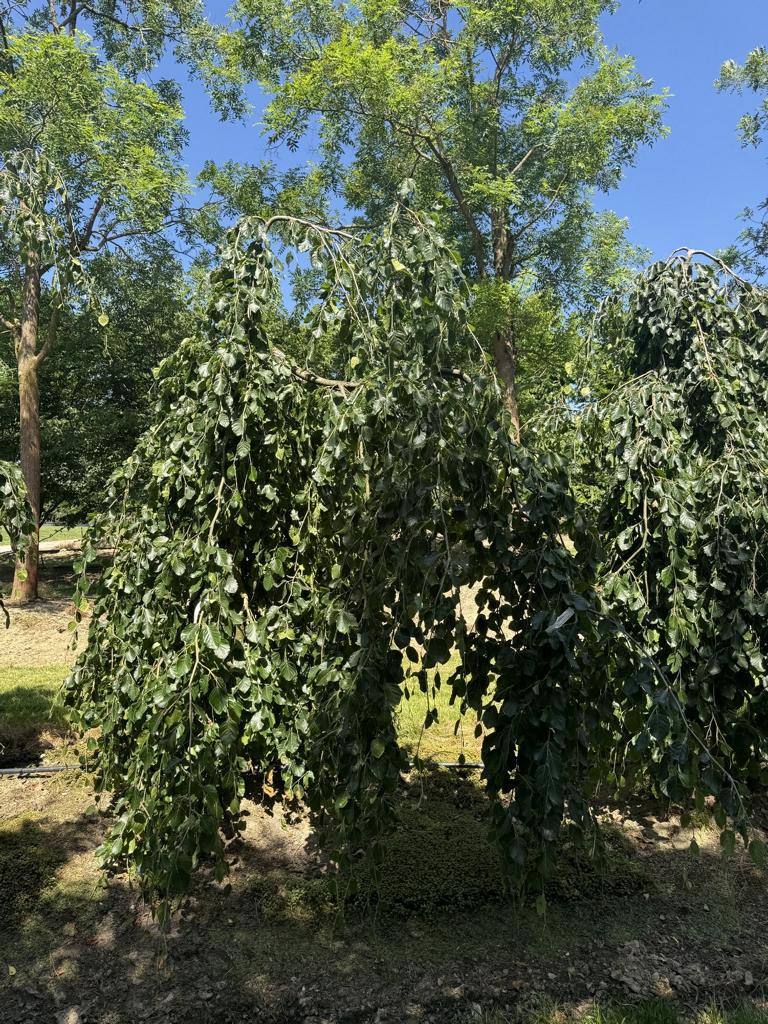 Fagus sylvatica 'Pendula'