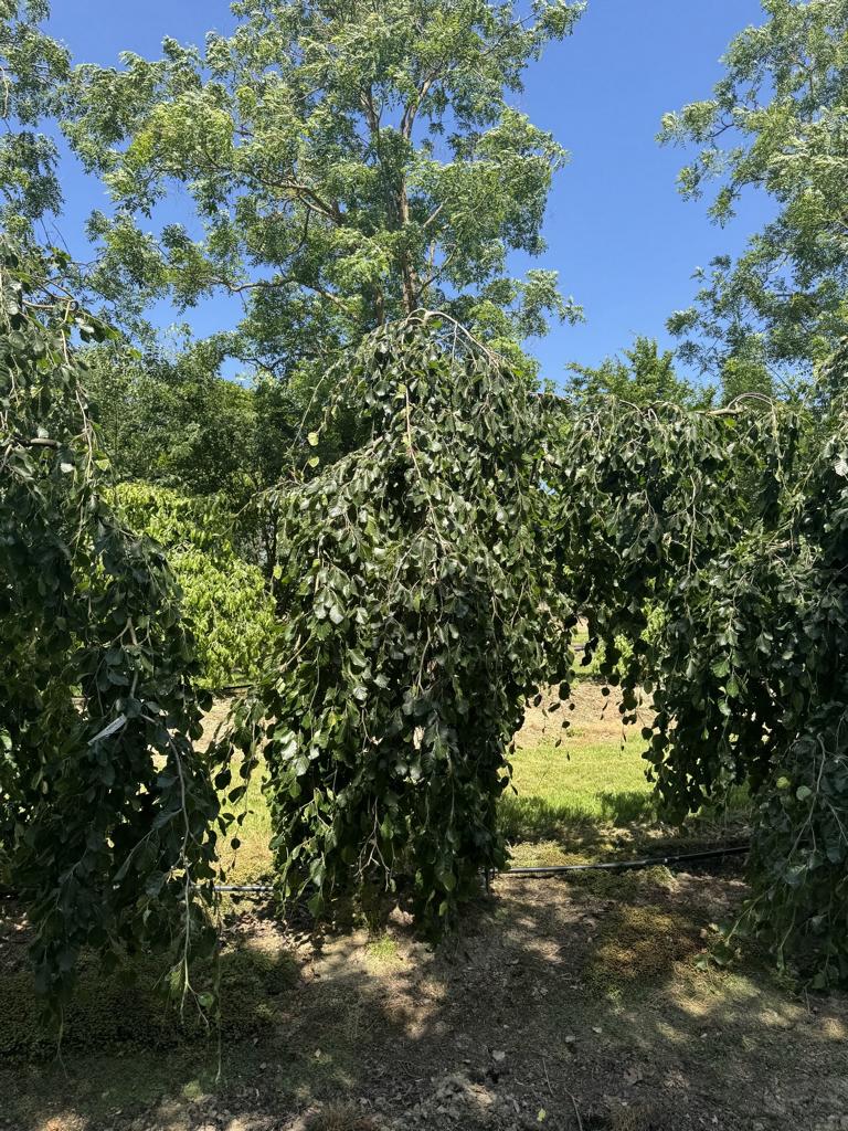 Fagus sylvatica 'Pendula'