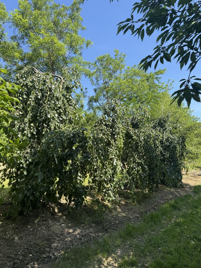 Fagus sylvatica 'Pendula'