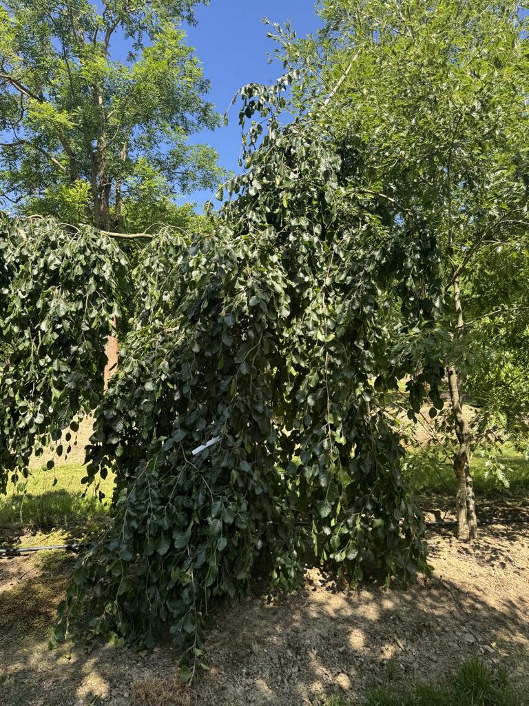 Fagus sylvatica 'Pendula'