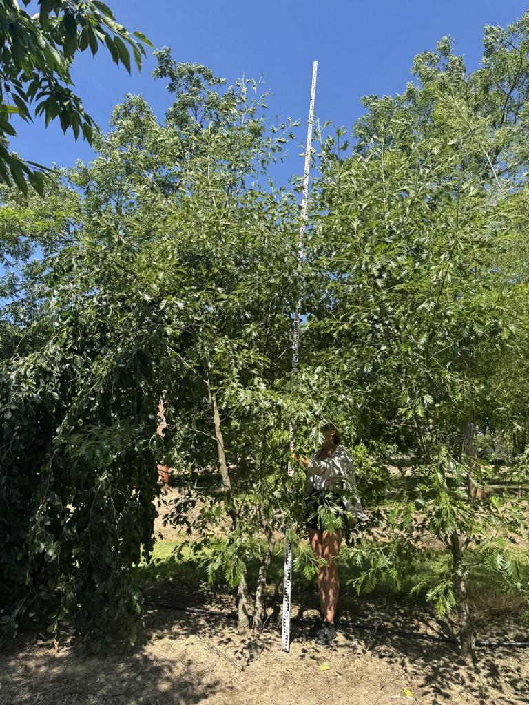 Alnus glutinosa 'Laciniata'