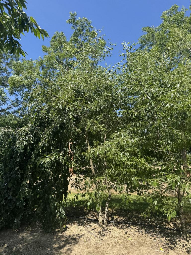 Alnus glutinosa 'Laciniata'