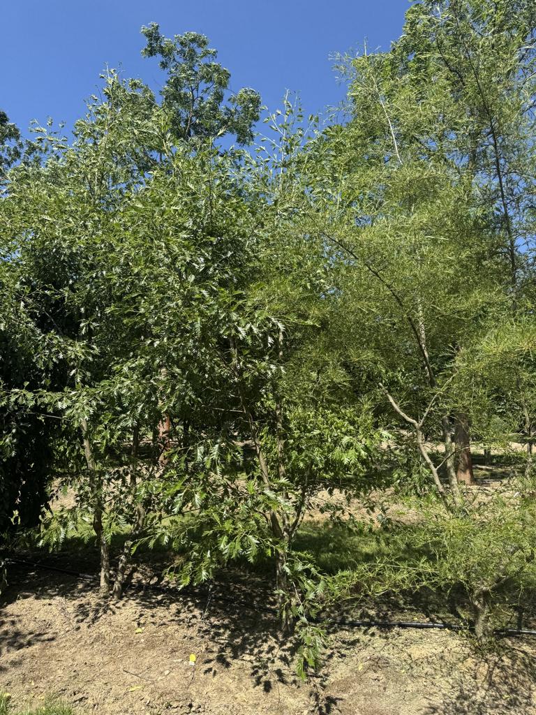 Alnus glutinosa 'Laciniata'