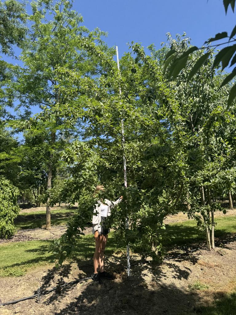 Malus sylvestris
