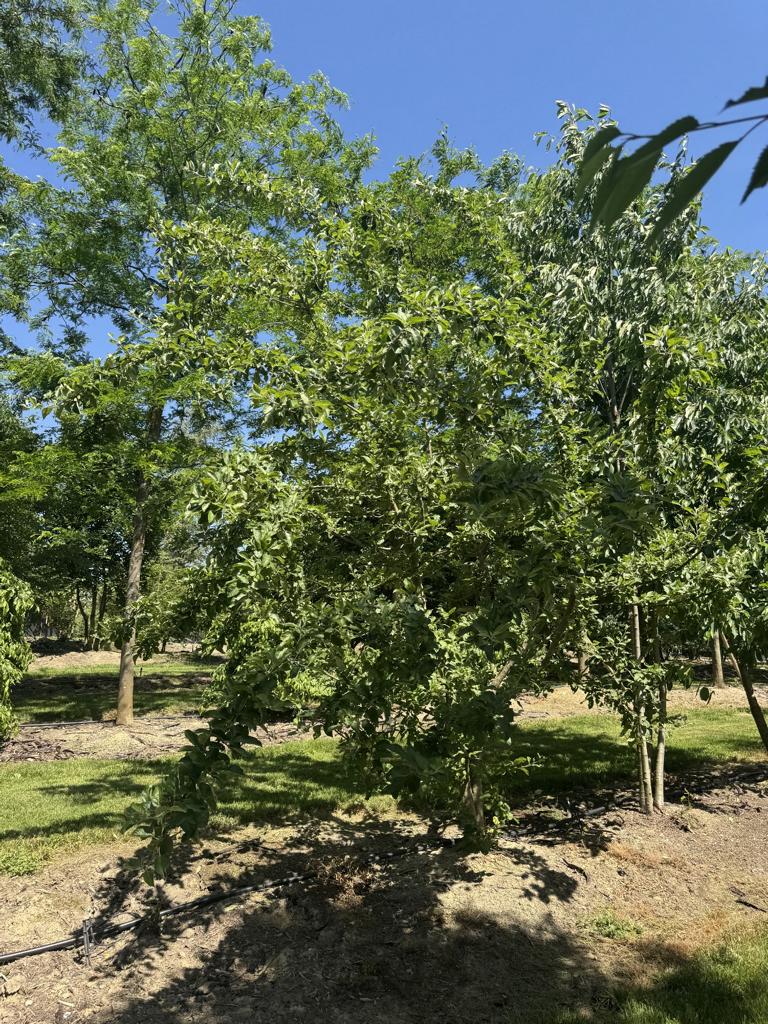 Malus sylvestris