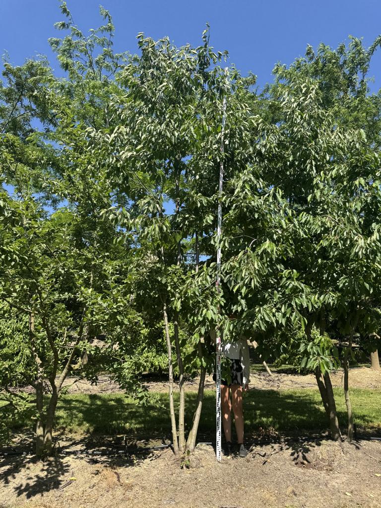 Prunus avium