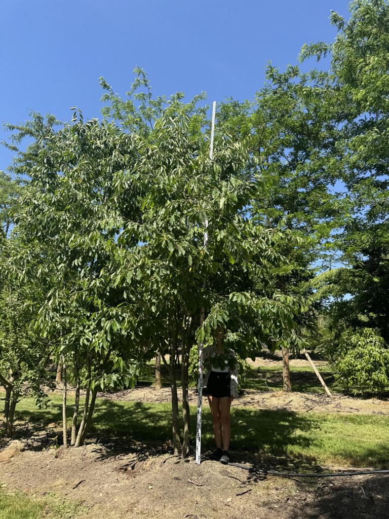Prunus avium