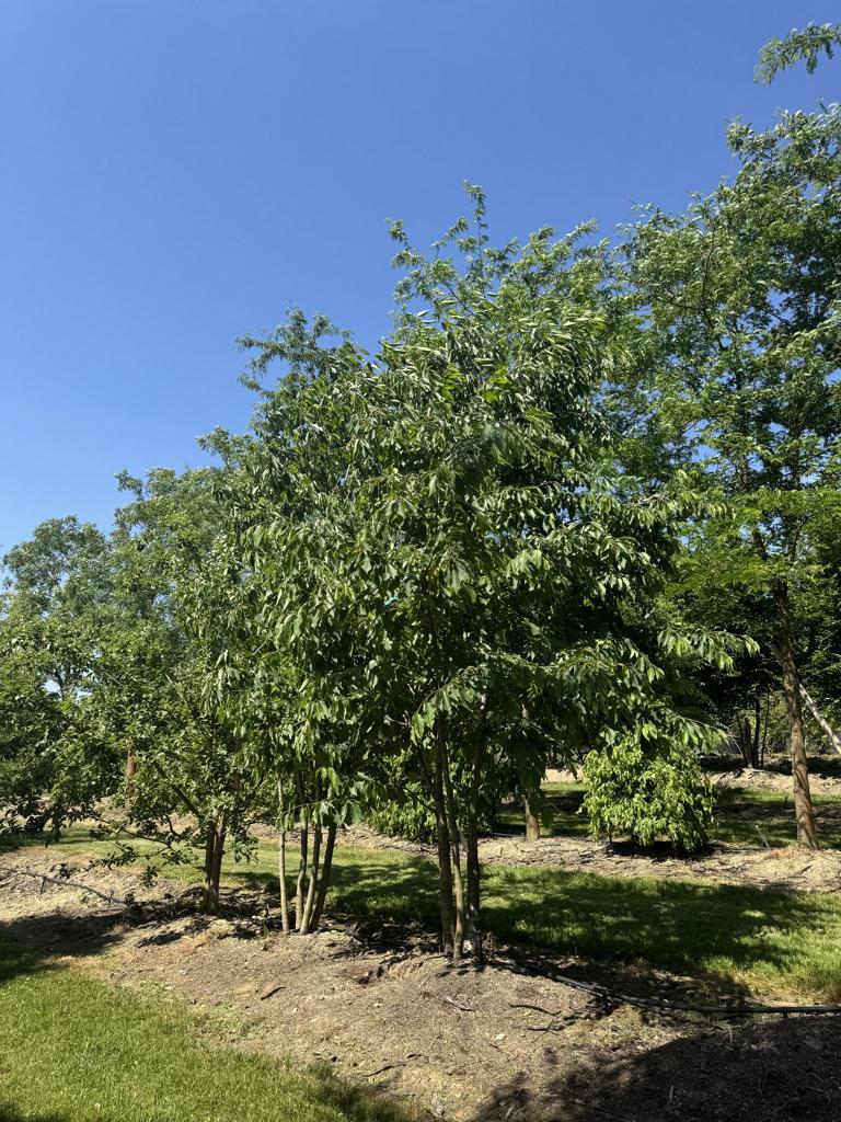 Prunus avium