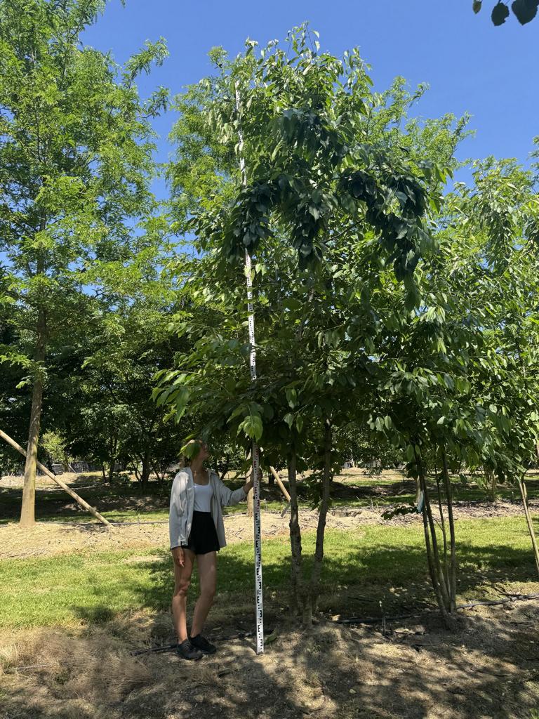 Prunus avium