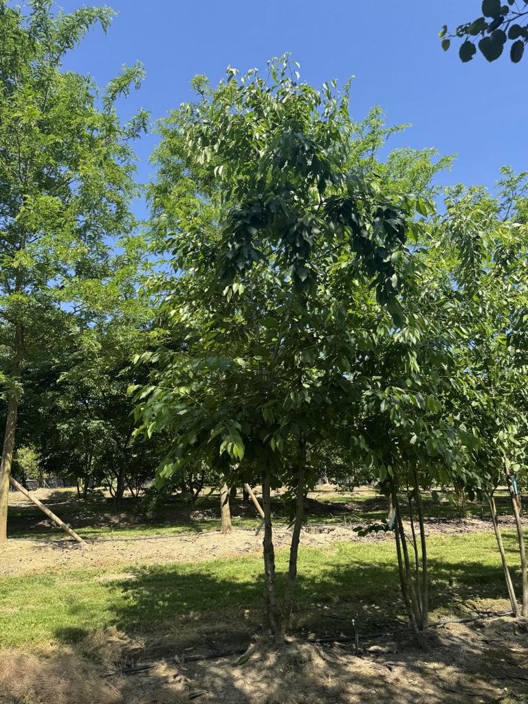 Prunus avium