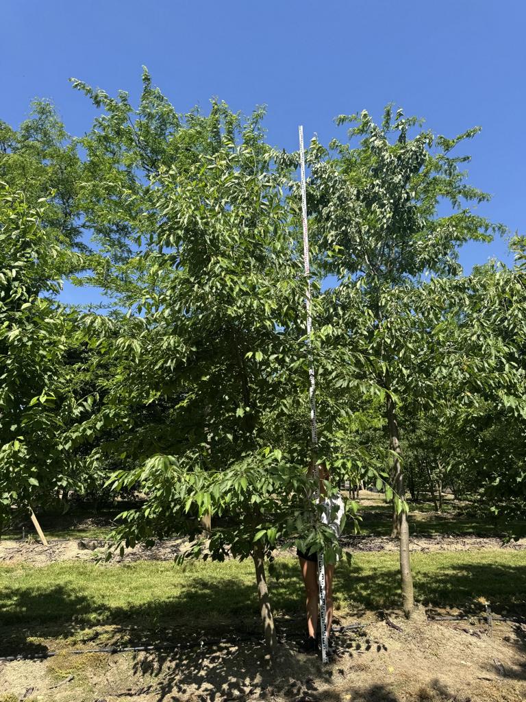 Prunus avium