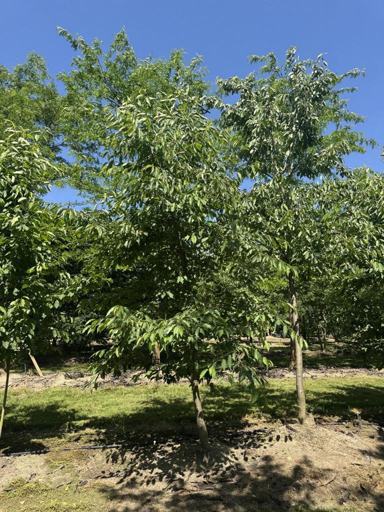 Prunus avium