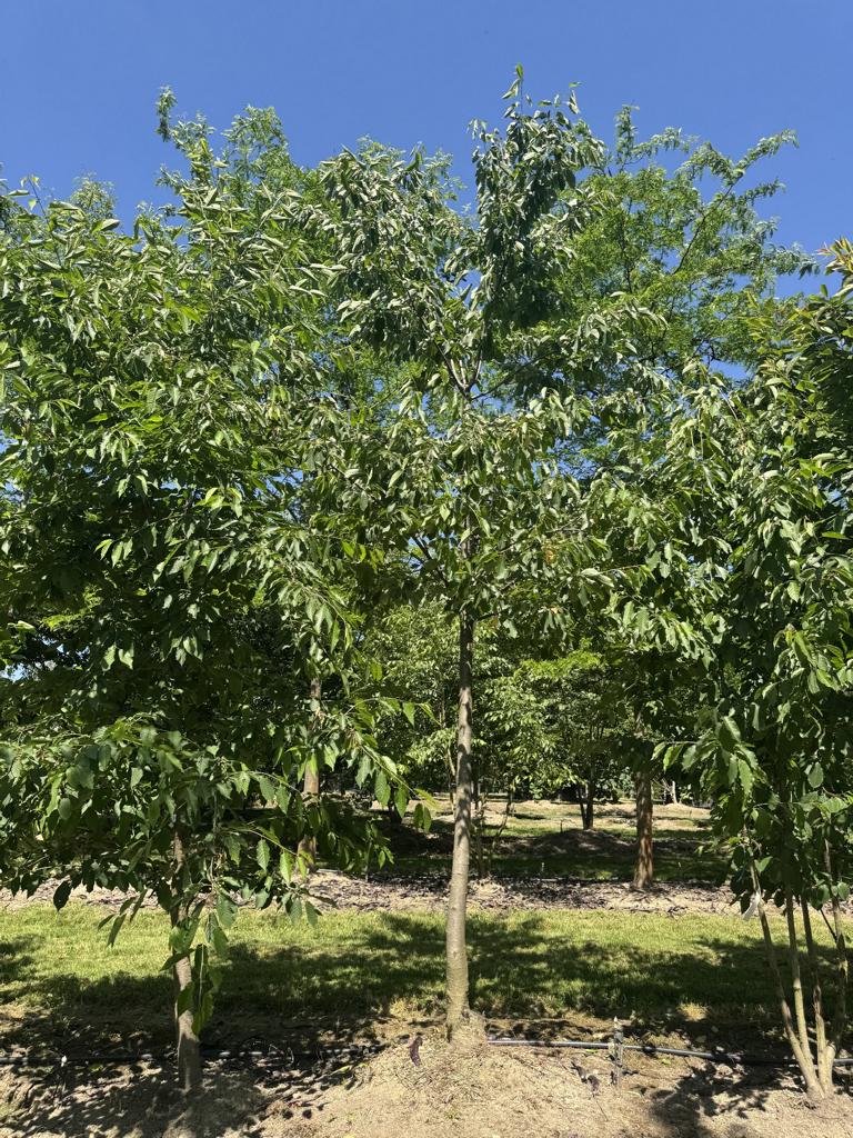 Prunus avium