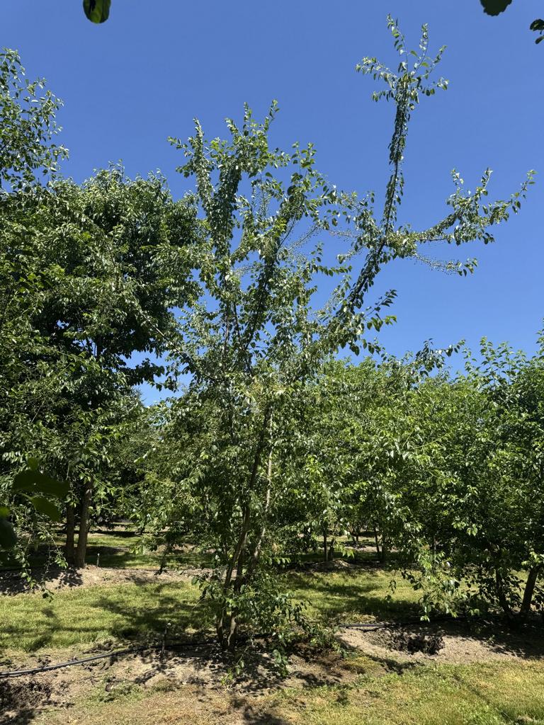 Prunus mahaleb