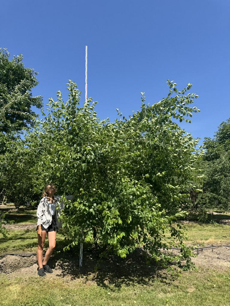 Prunus mahaleb