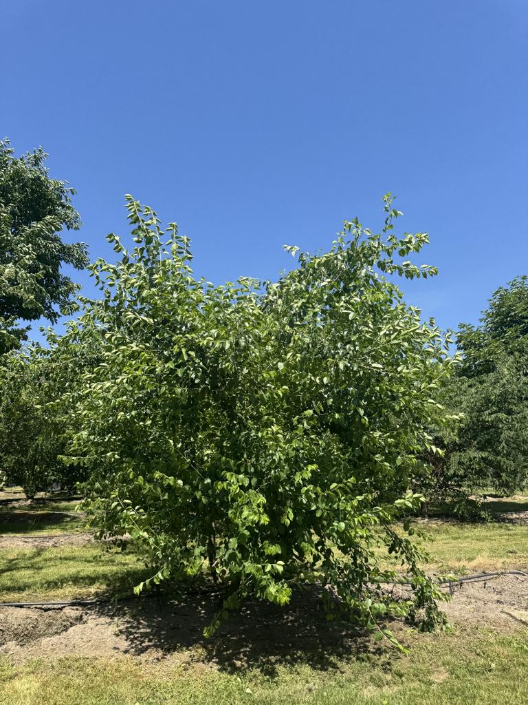 Prunus mahaleb