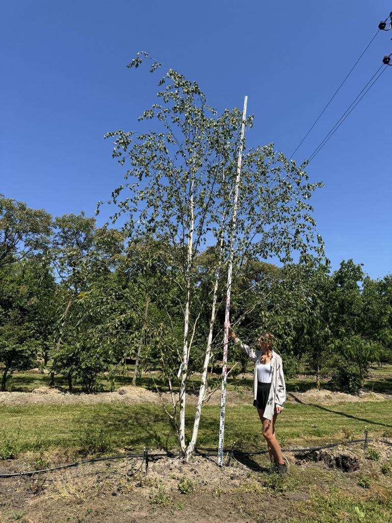 Betula utilis 'Doorenbos'