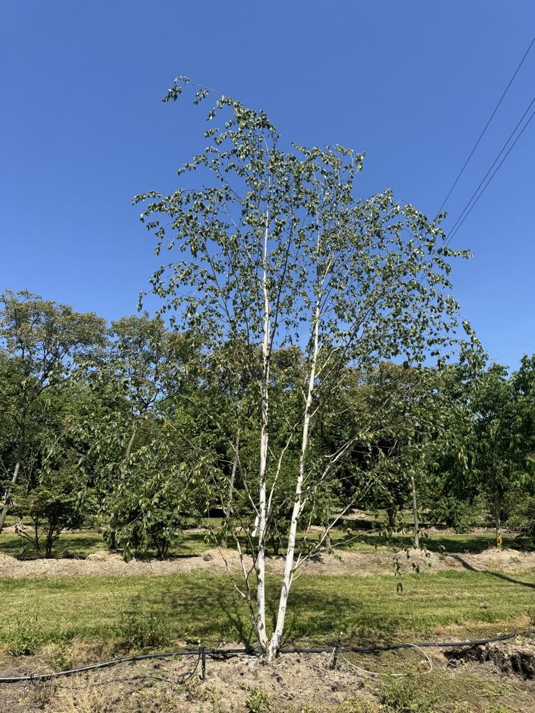 Betula utilis 'Doorenbos'