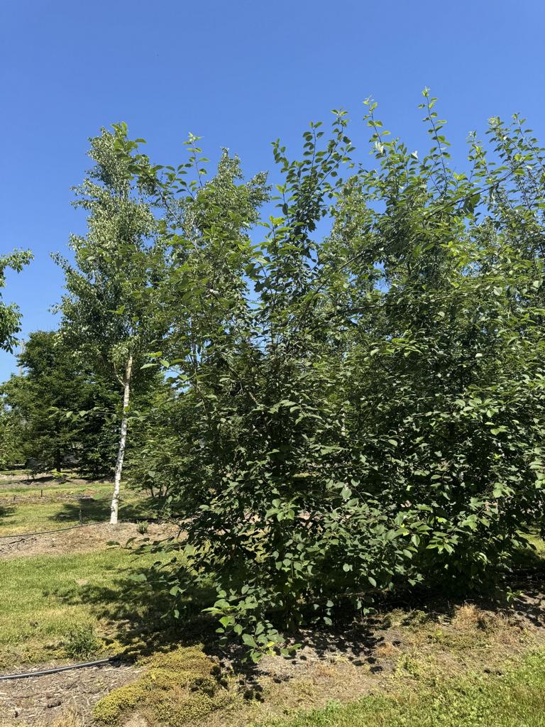 Prunus padus