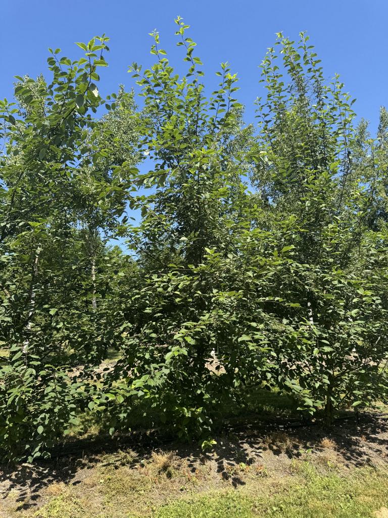 Prunus padus