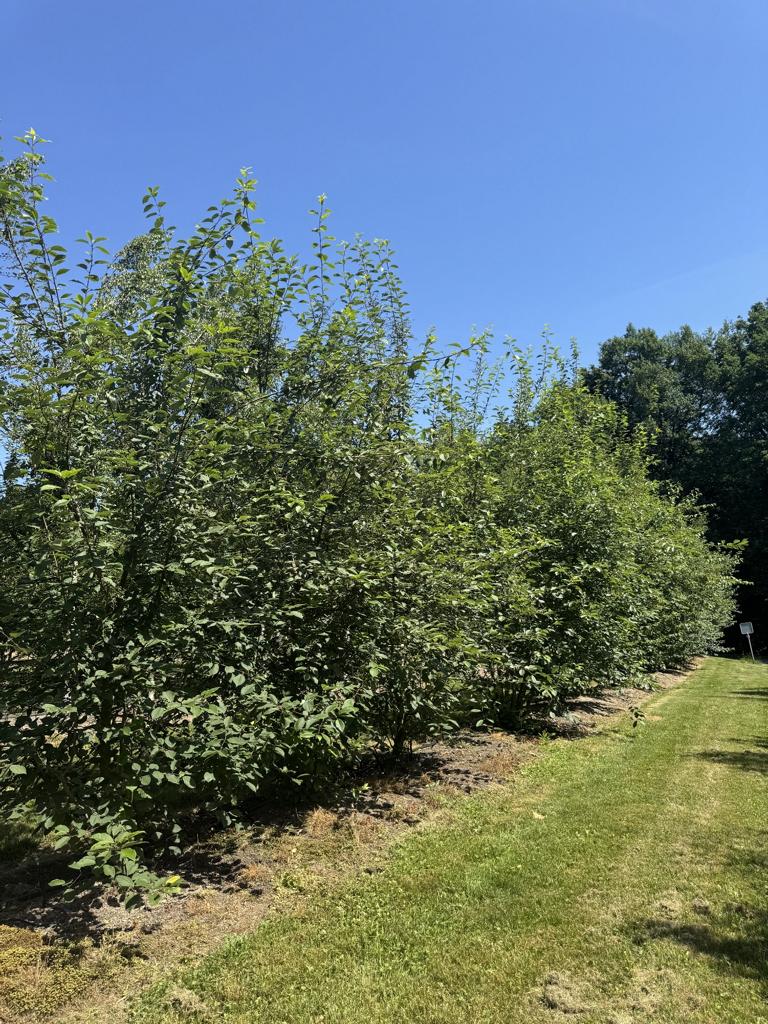 Prunus padus
