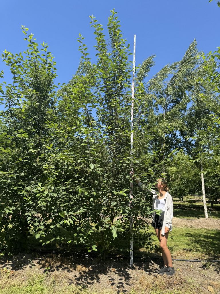 Prunus padus