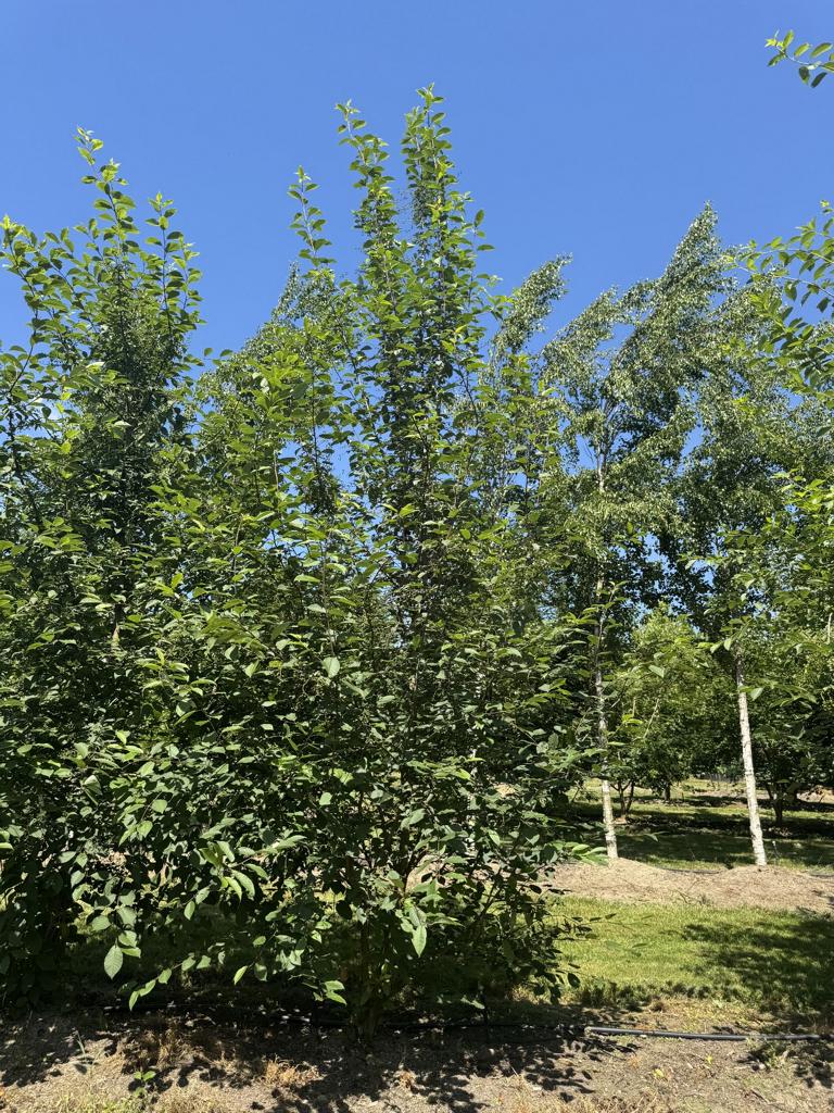 Prunus padus
