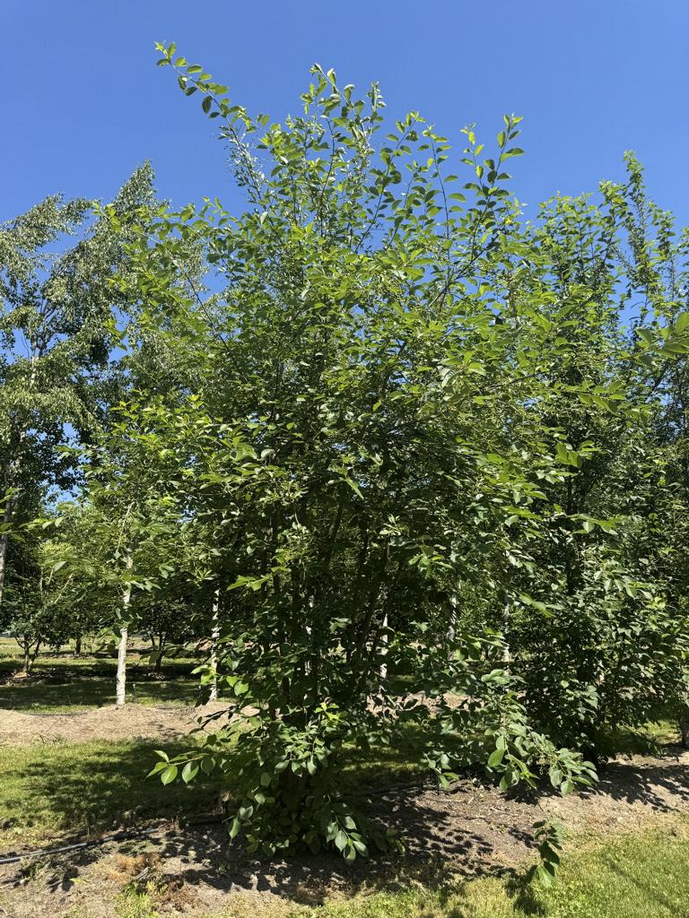 Prunus padus