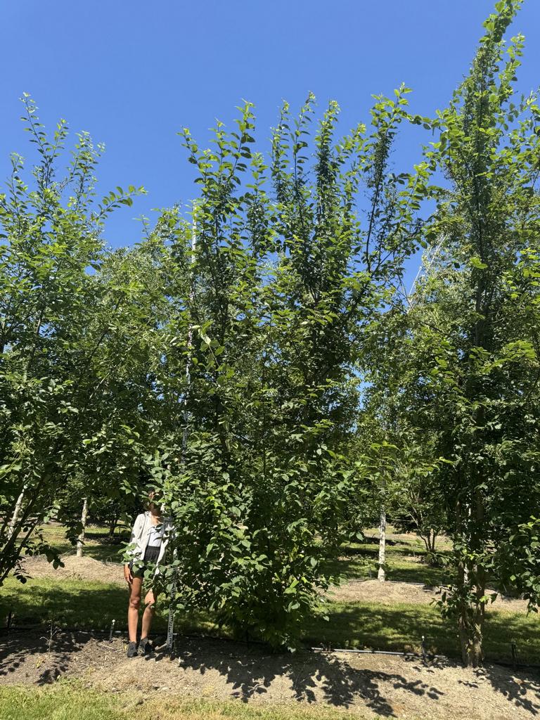 Prunus padus