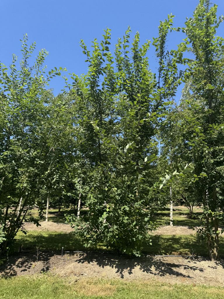Prunus padus