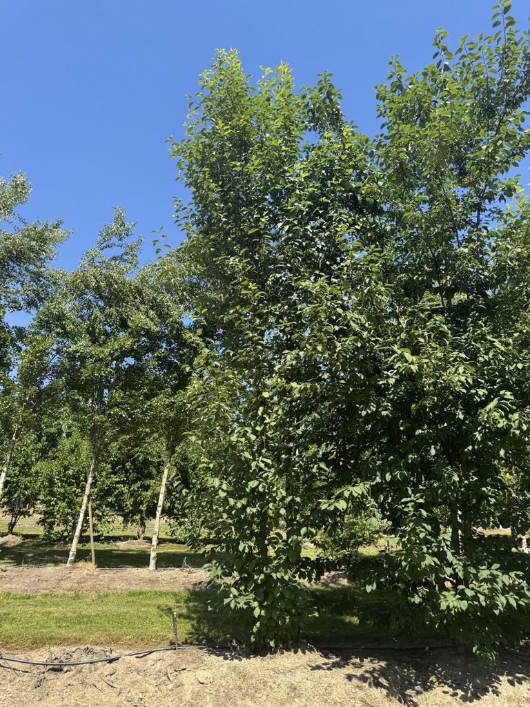 Prunus padus