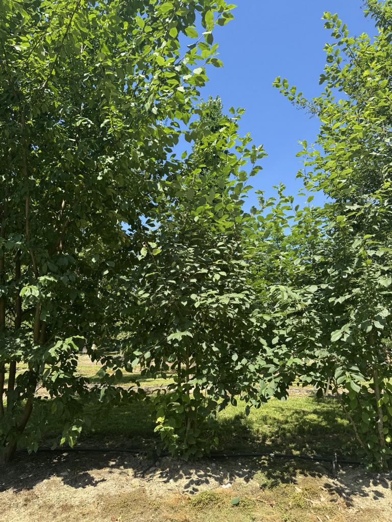 Prunus padus